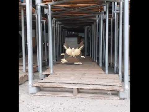 레트라 ( Raticate ) ラッタ ( 拉達 )