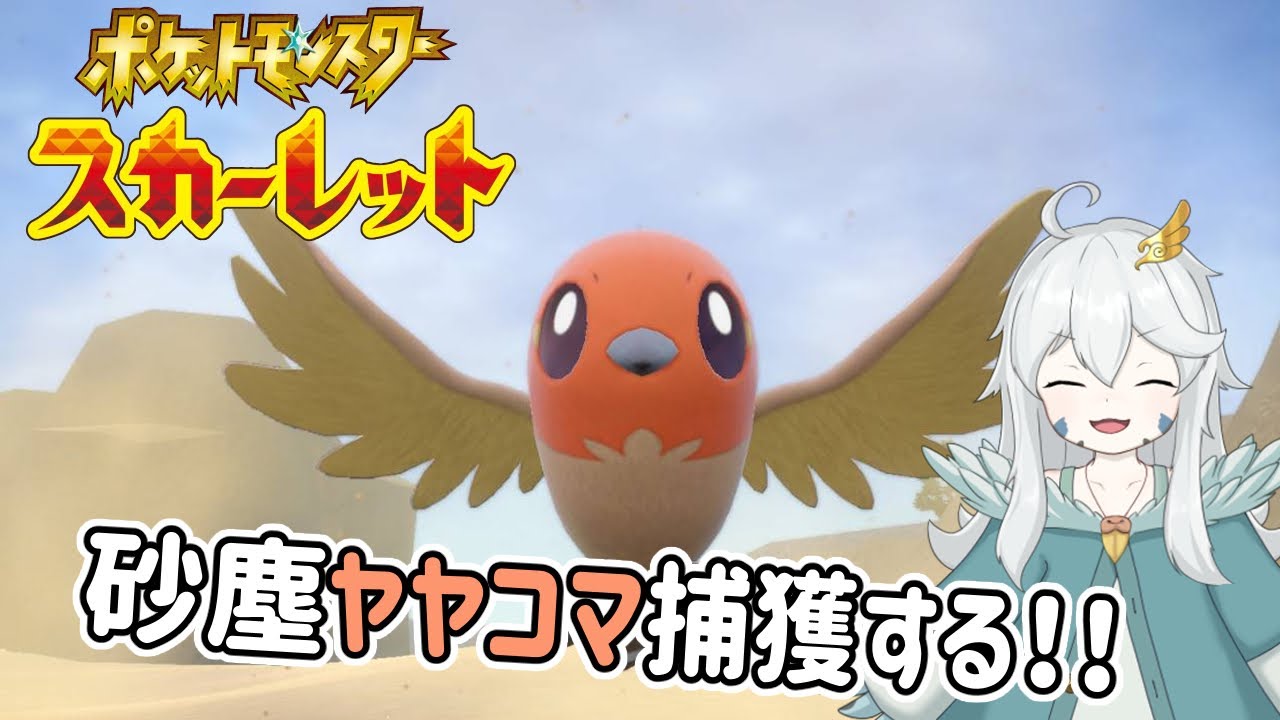 【ポケモンSV】朝活！砂塵ヤヤコマ探し！！【初見歓迎】