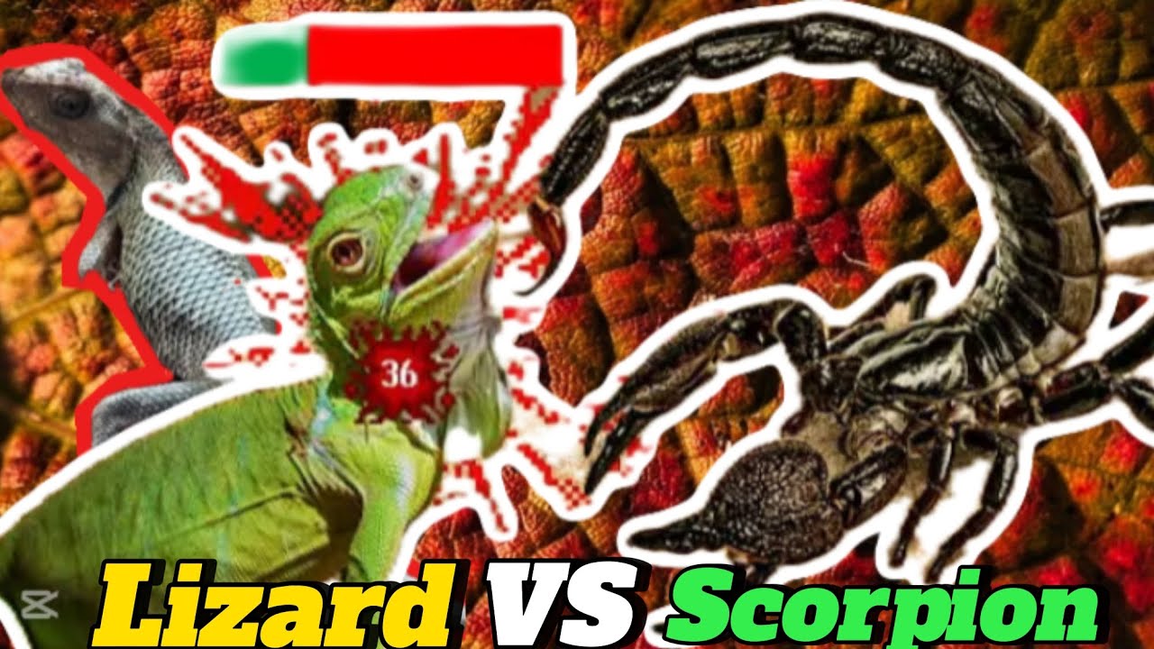 Lizard vs scorpion| Bichhu Aur Chhipkali ki Fight 😱|Sajid simple vlogs