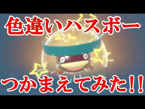 【ポケモンSV】色違いハスボーつかまえてみた！！