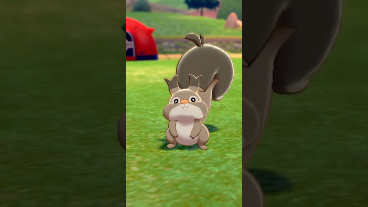 ホシガリス Skwovet【ポケモン剣盾】