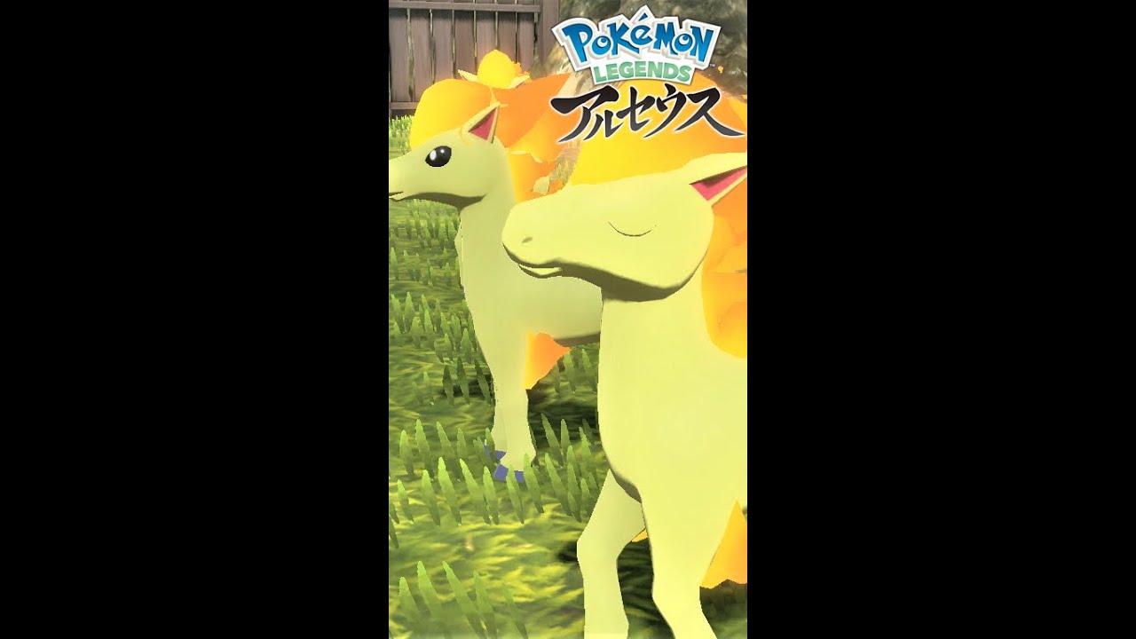 【疲れた人向け】6匹のポニータを見て癒されよう【ポケモンレジェンズアルセウス】#Shorts