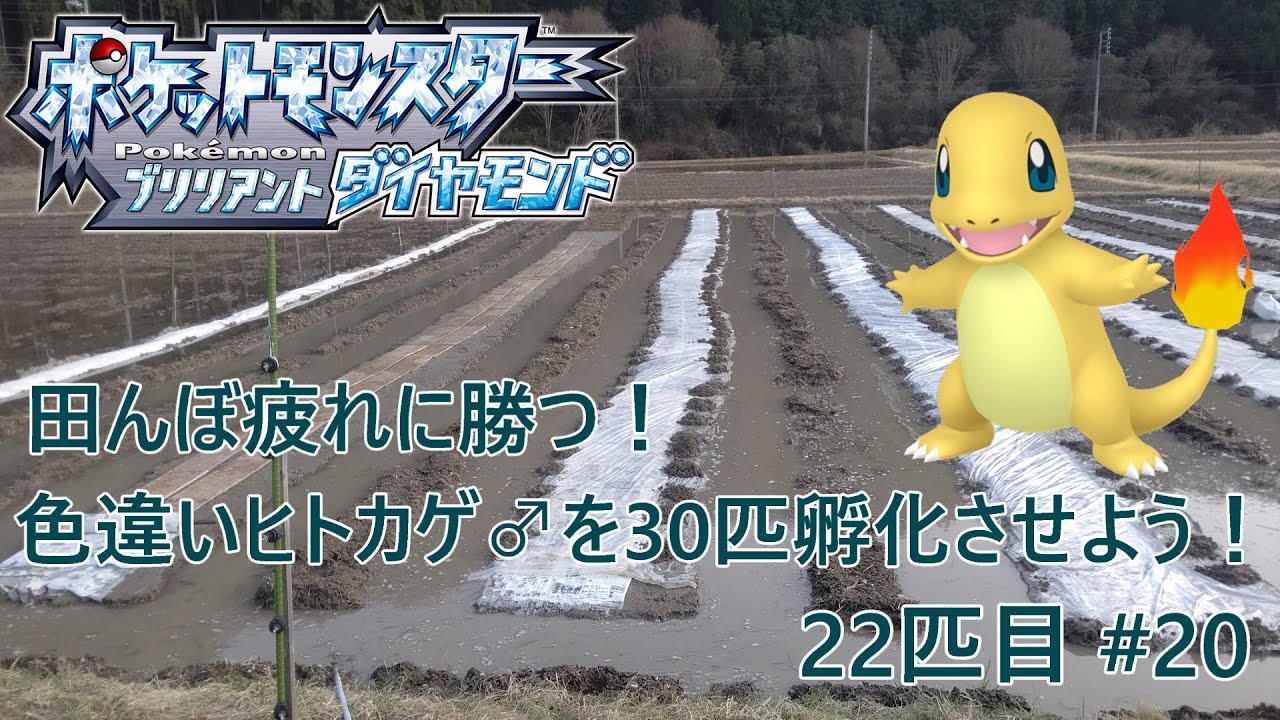 【ポケモンBDSP】田んぼ疲れに勝つ！色違いヒトカゲ♂を30匹孵化させよう！【色違い】 22匹目 #20