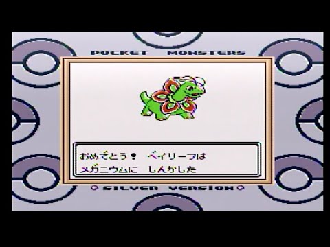 正義に燃えるベイリーフがメガニウムに進化しました！p２０＜ポケモン金銀＞