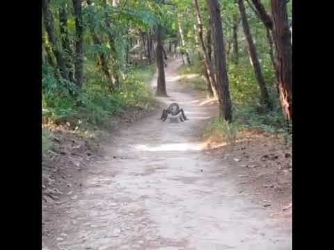 아이앤트 ( Durant ) アイアント ( 鐵蟻 )