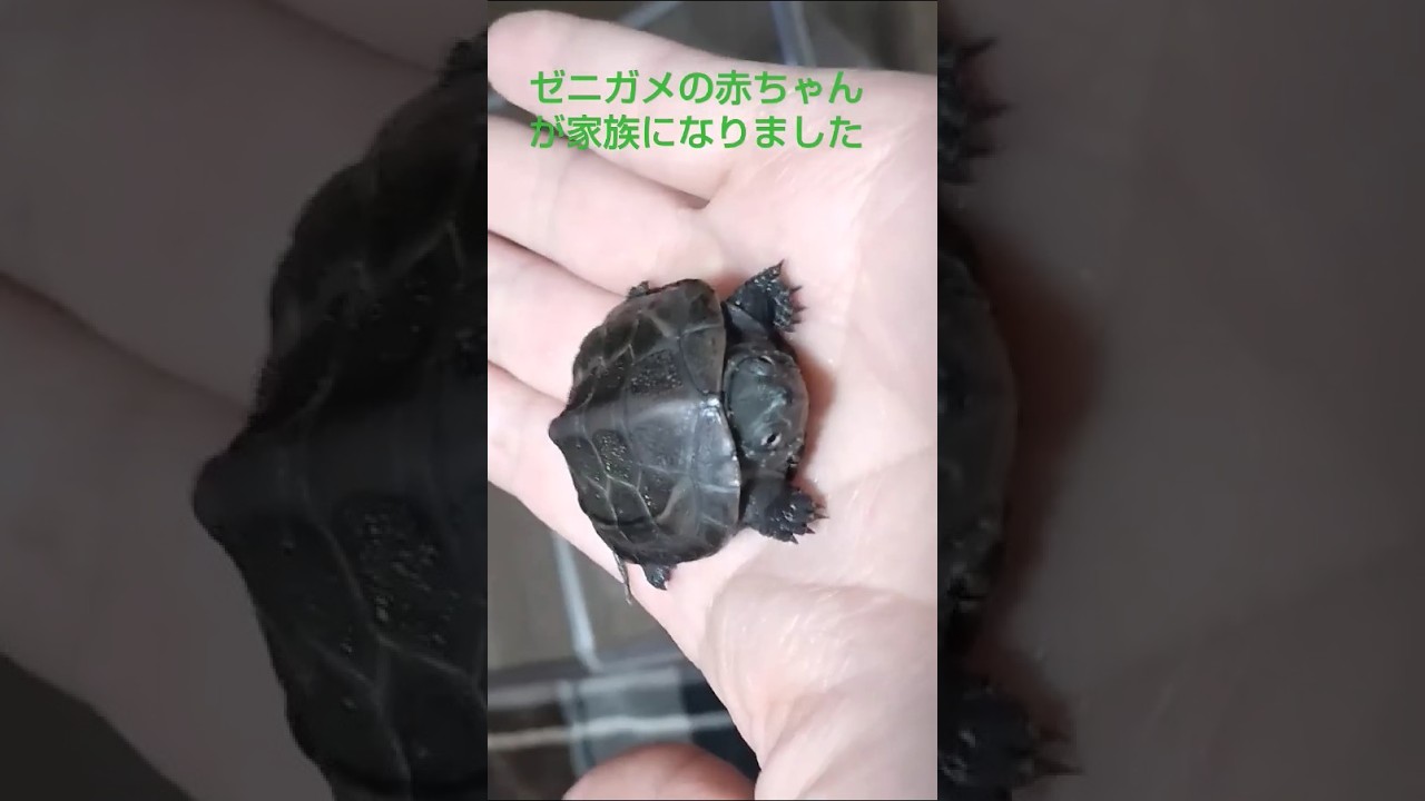 ゼニガメ（クサガメ）の赤ちゃんを飼ってます❢