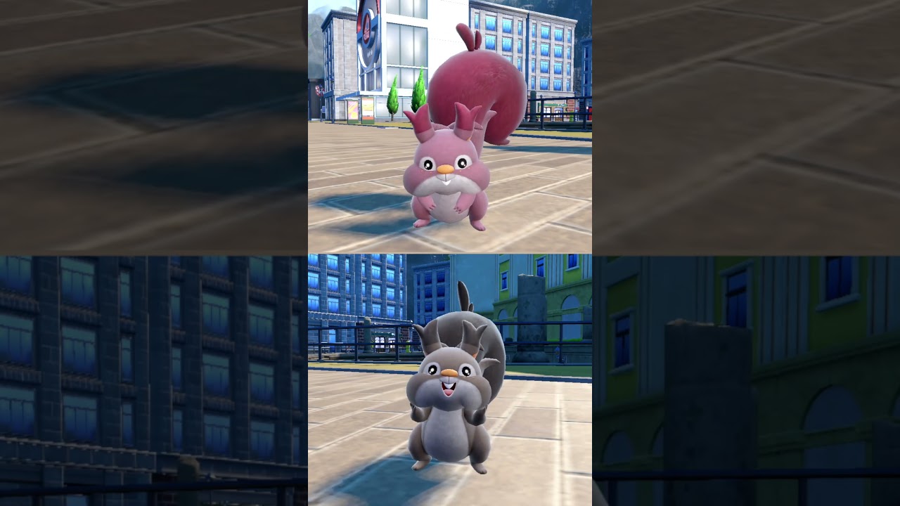 #ホシガリス  #ポケモン  #skwovet  #pokemonscarletandviolet