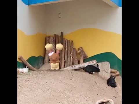 이어롤 ( Buneary ) ミミロル ( 捲捲耳 )