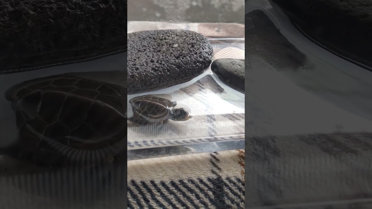 エサを上手にとるカメさん！