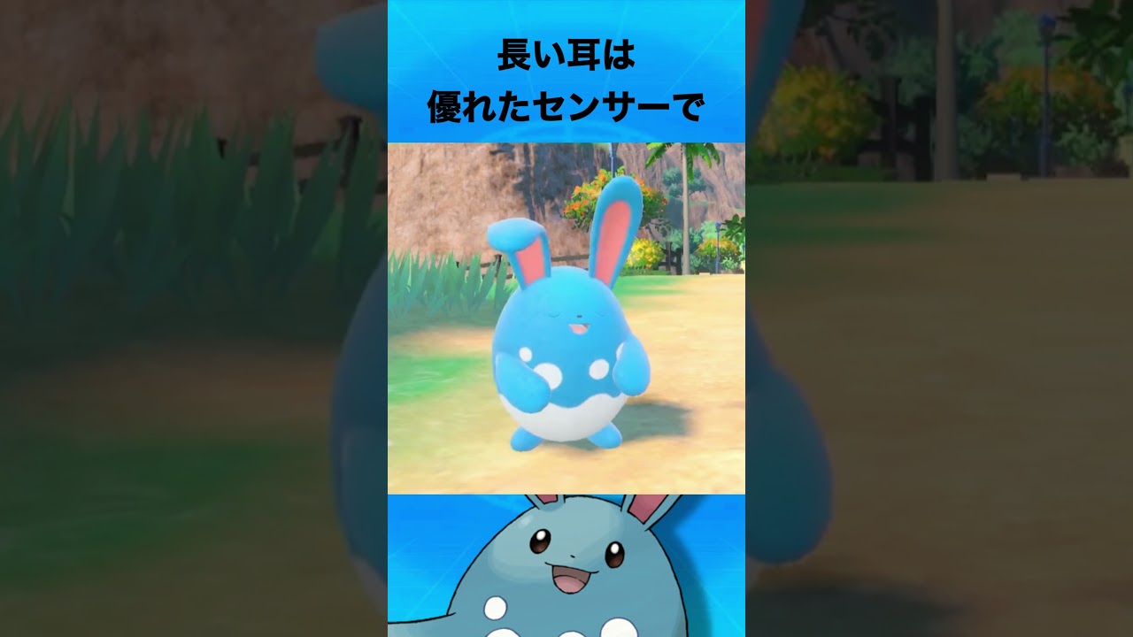 マリルリについて #ポケモン #マリルリ