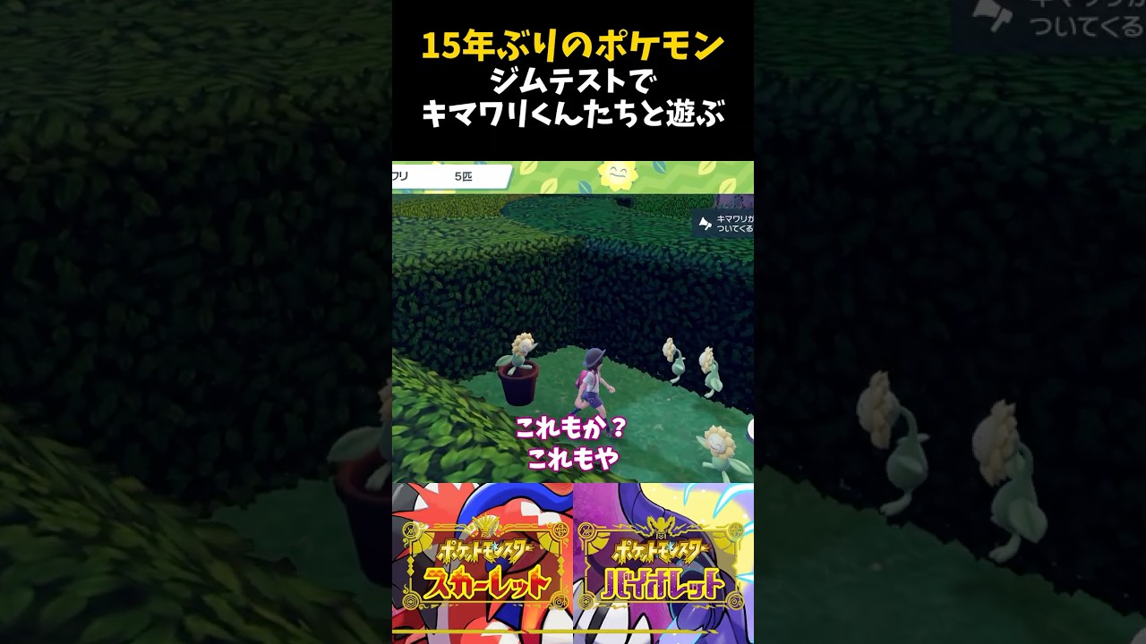 15年ぶりのポケモン。ジムテストでキマワリくんたちと遊ぶ【ポケモンSV】【配信切り抜き】 #Shorts