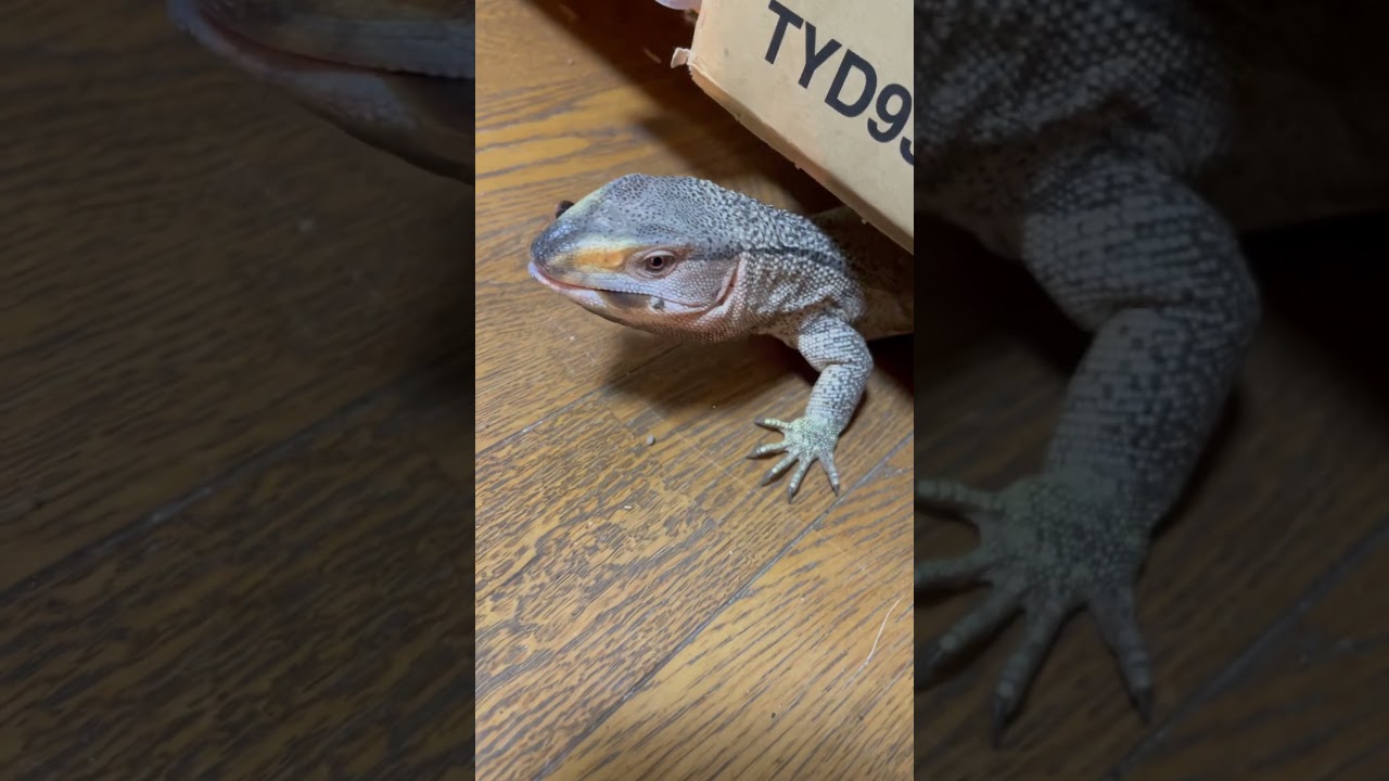 トカゲとかくれんぼ　#shorts