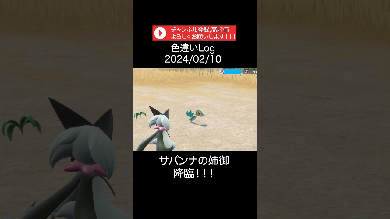 【色違いLog】2024/02/10 サバンナの姉御降臨！！！ #ポケモン #ポケモンsv #色違い #ツタージャ