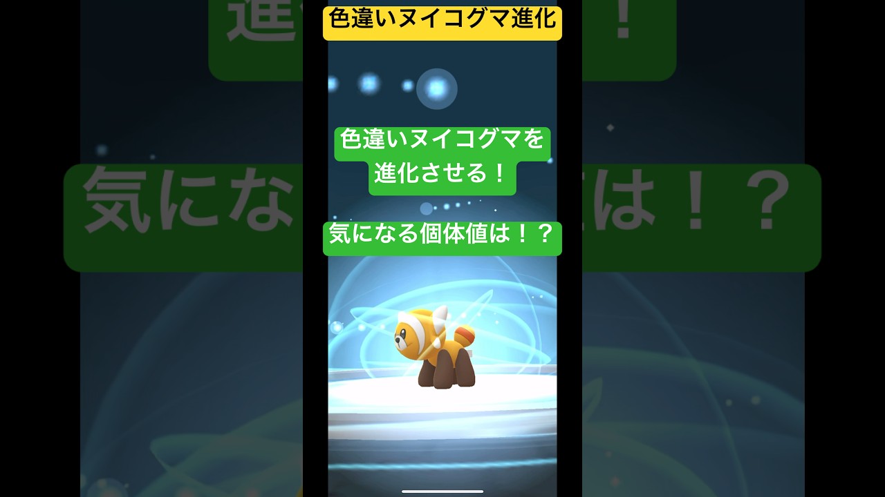 色違いヌイコグマを進化させていく！気になる個体値は！？皆のヌイコグマはどうだった？？#ポケモンgo #ポケモン #pokemongo #pokemon #shorts #short