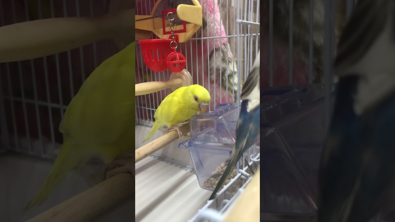 ポッポちゃんのご飯を食べるパンちゃん！ #インコ #インコ動画 #セキセイインコ #おすすめ #おすすめにのりたい #おすすめ載せて #ペット動画 #ペット