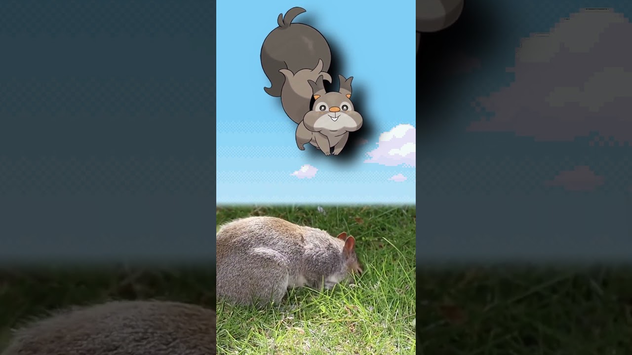 WTF is Skwovet?| EVERY Pokémon Design Explained #pokemon #pokemoncards  #shorts