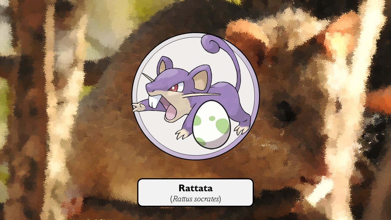 Why Do Rattata Lay Eggs?