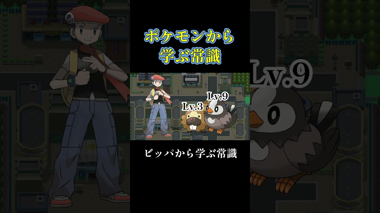 ビッパから学ぶ常識