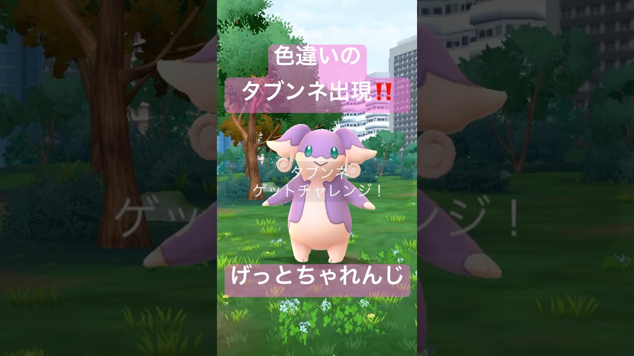 【レイドデイ】色違いのタブンネ出現‼️げっとちゃれんじ‼️#ポケモンgo #pokemongo