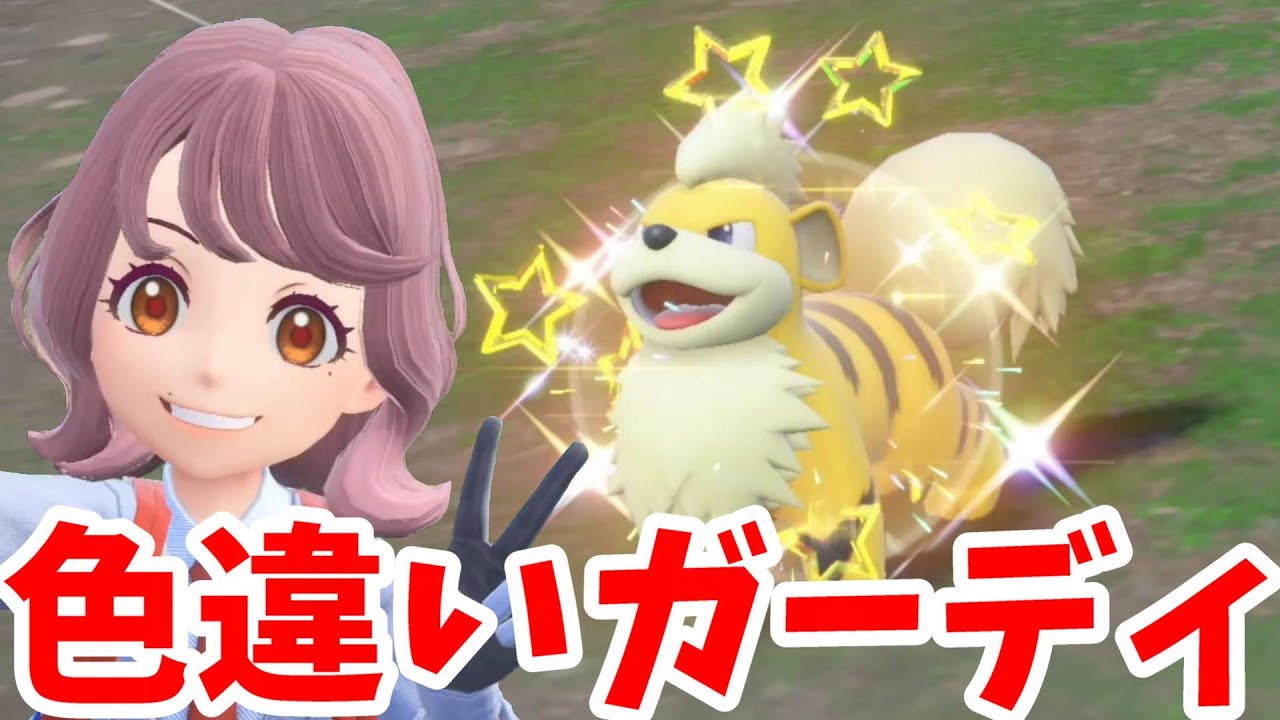 【ポケモンSV】まさかの激レア！？特別な色違いのガーディを探そう！【ポケモンスカーレットバイオレット・ゼロの秘宝】