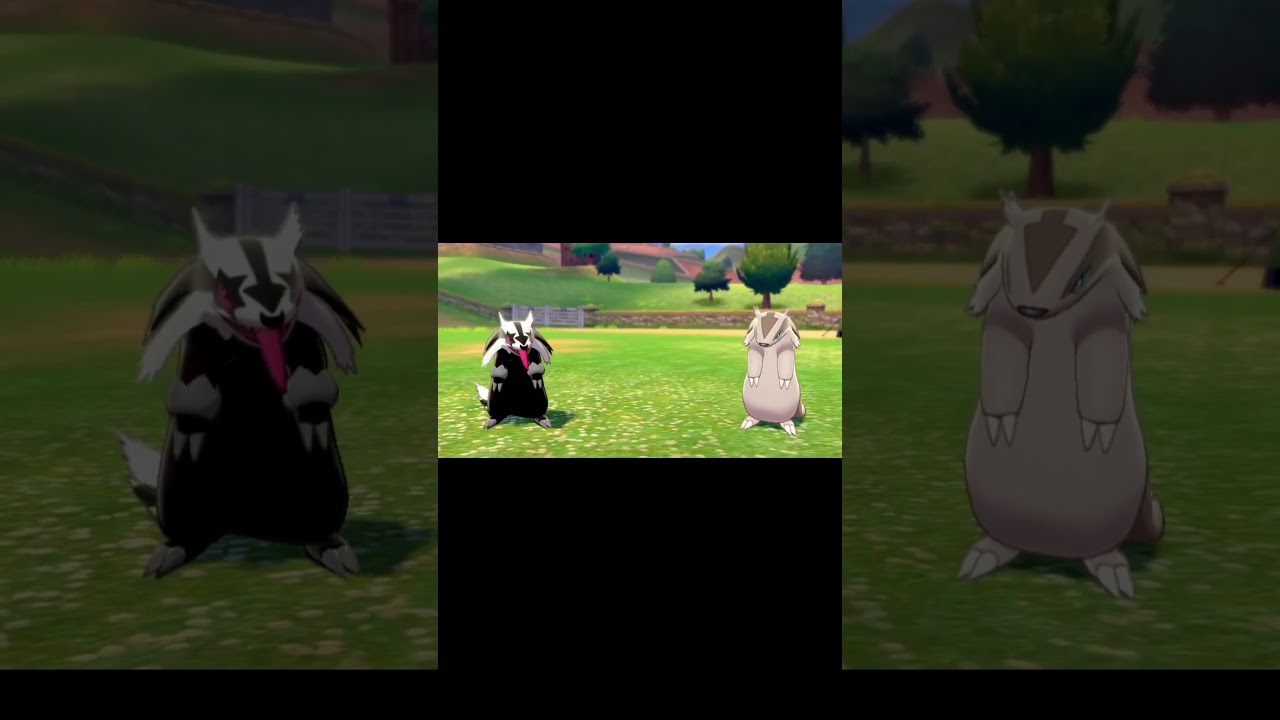 駆け寄ってくるマッスグマ　#Shorts