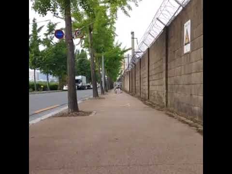 가로막구리 ( Obstagoon ) タチフサグマ ( 堵攔熊 )