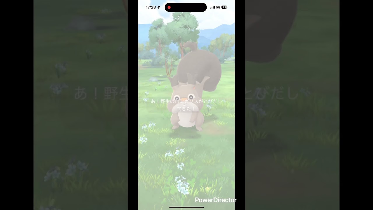 大ホシガリス #pokemongo #ポケgo #pokemon #pokémon #ポケモン #ポケモンgo