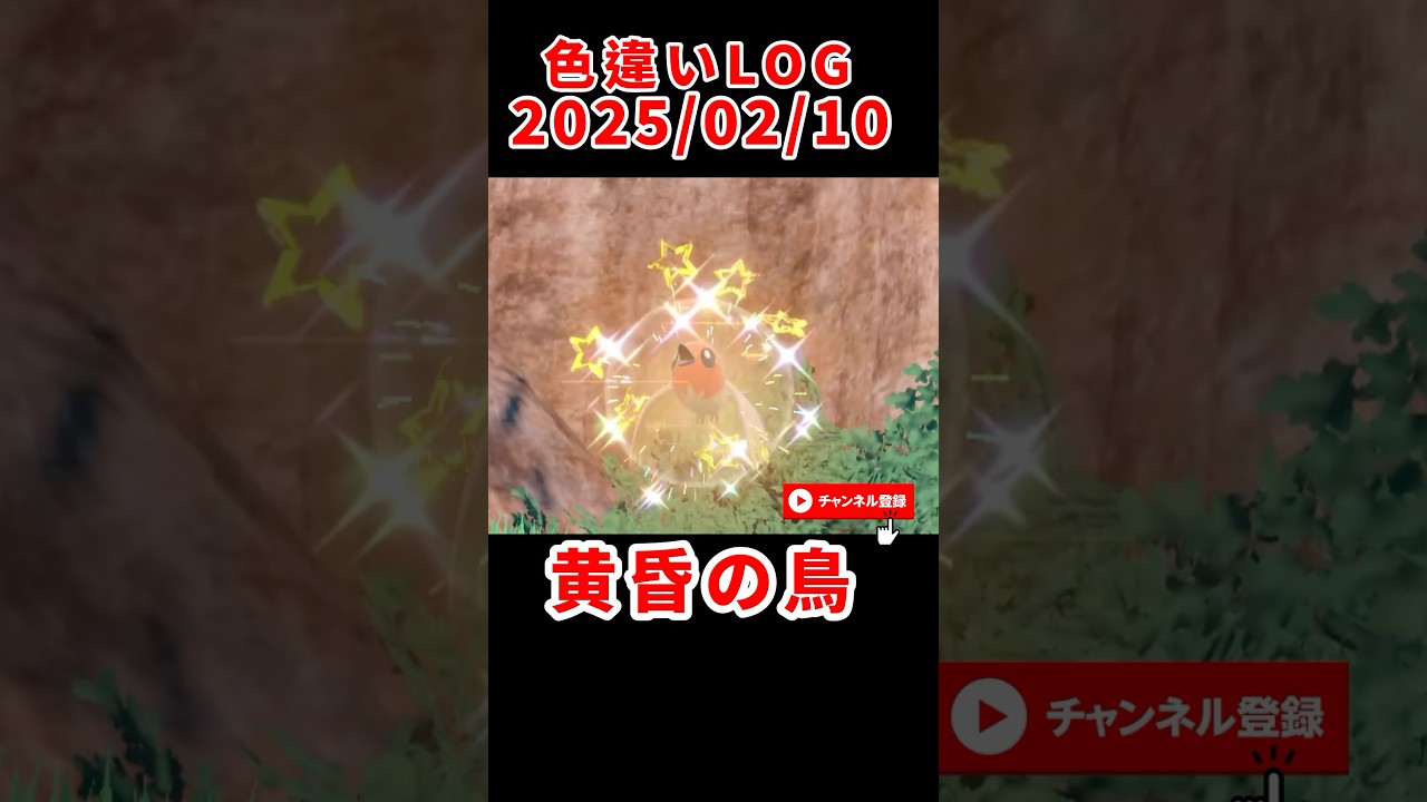 【色違いLog ヤヤコマ】黄金の鳥 #ポケモンsv #色違い #ヤヤコマ #ポケモン #pokemon #shinypokemon