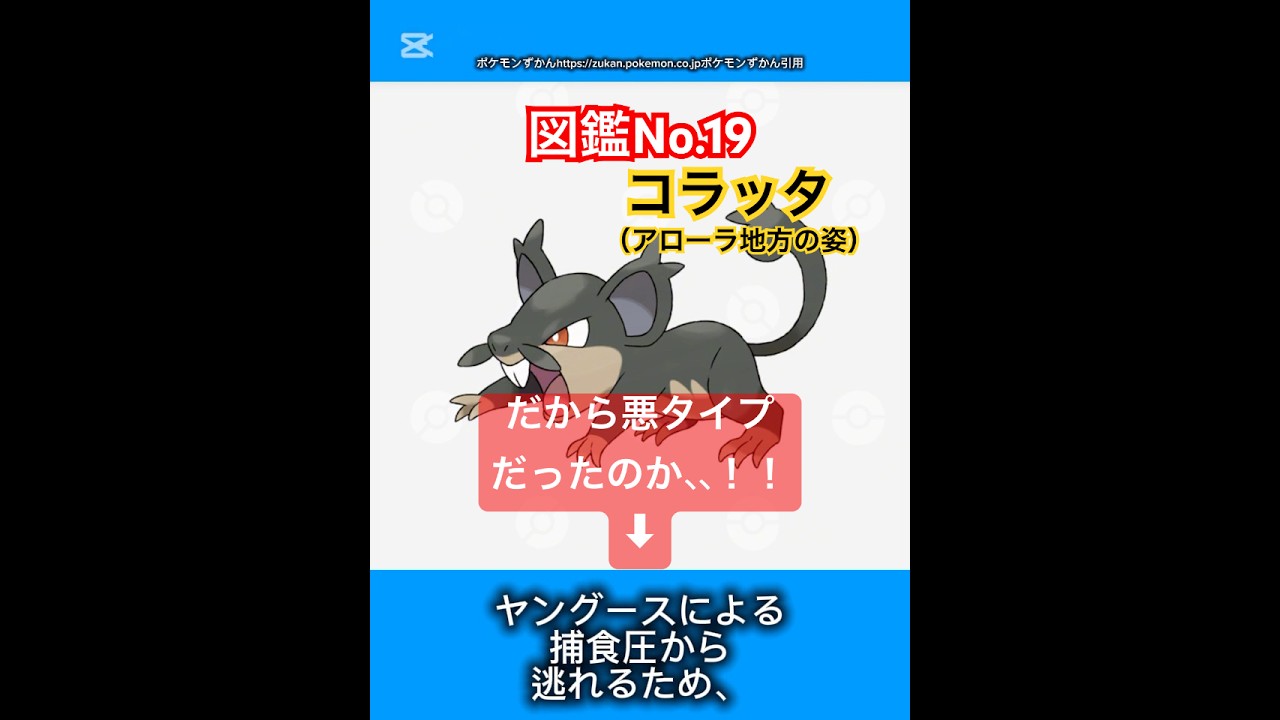 ポケモン雑学【コラッタ（アローラ地方の姿）】#ポケモン #pokémon #pokemon #ポケモンsv #pokemongo #JAPAN #japanese # #ポケポケ #コラッタ