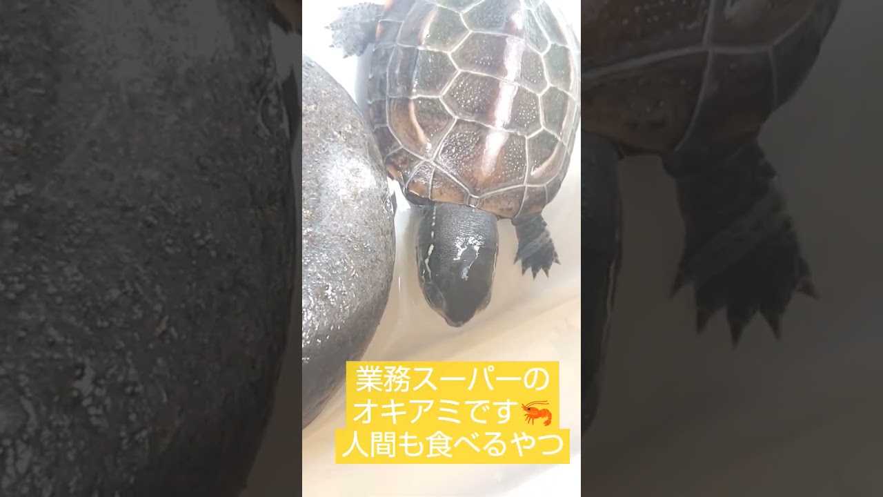 ゼニガメが初めてオキアミを食べたよ！
