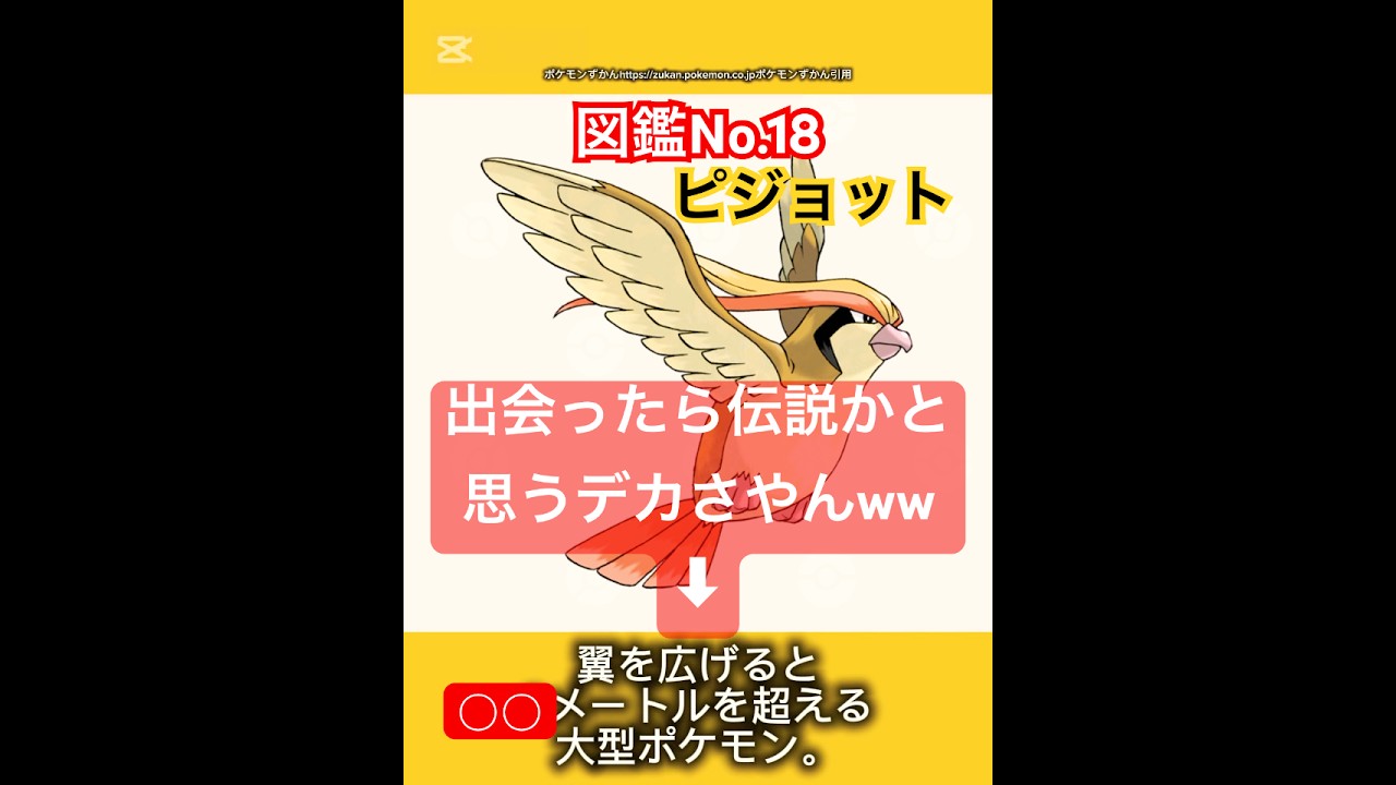 ポケモン雑学【#ピジョット】#ポケモン #pokémon #pokemon #ポケモンsv #pokemongo #JAPAN #japanese #ポケモン赤緑 #ポケポケ #ポケモンカード
