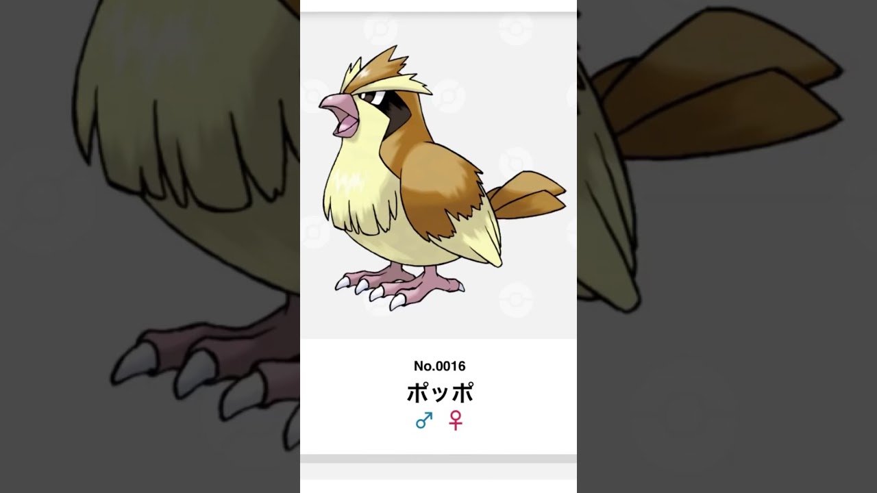 16日目.ポッポ鳴き真似