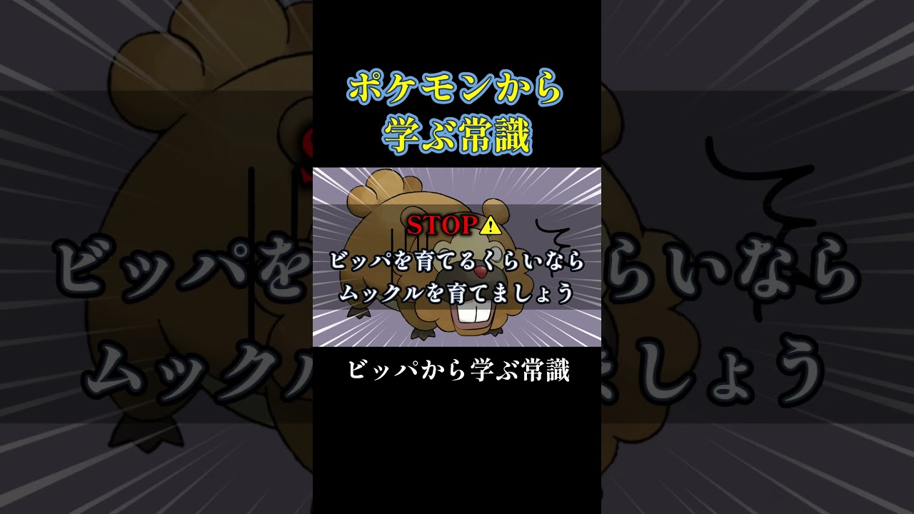 ビッパから学ぶ常識3