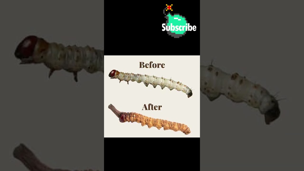 What Is Parasect? #pokemon #pokemoncommunity #pokemonanime #pokemonredandblue #games #gaming