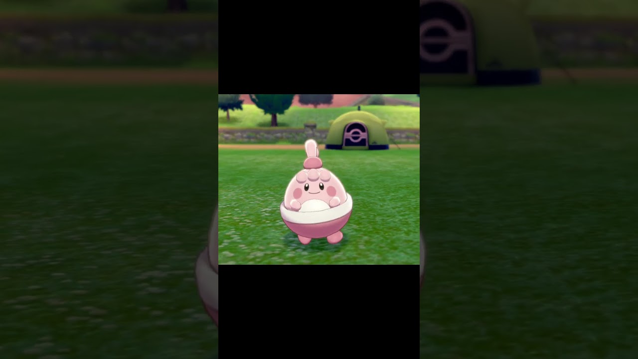 駆け寄ってくるピンプク　#Shorts