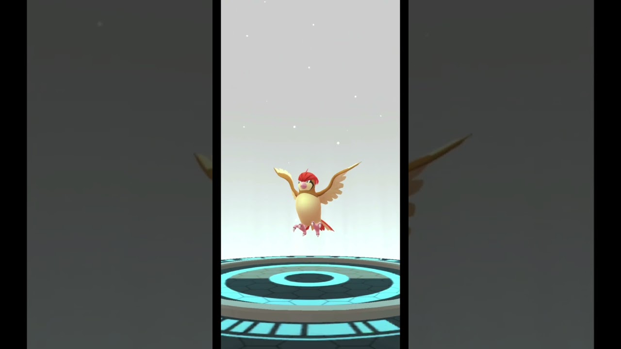 Pidgey evolves into... #Pidgeotto #Kanto #original #016 #017 #pokemon #pokemongo #bird #pigeon #fly