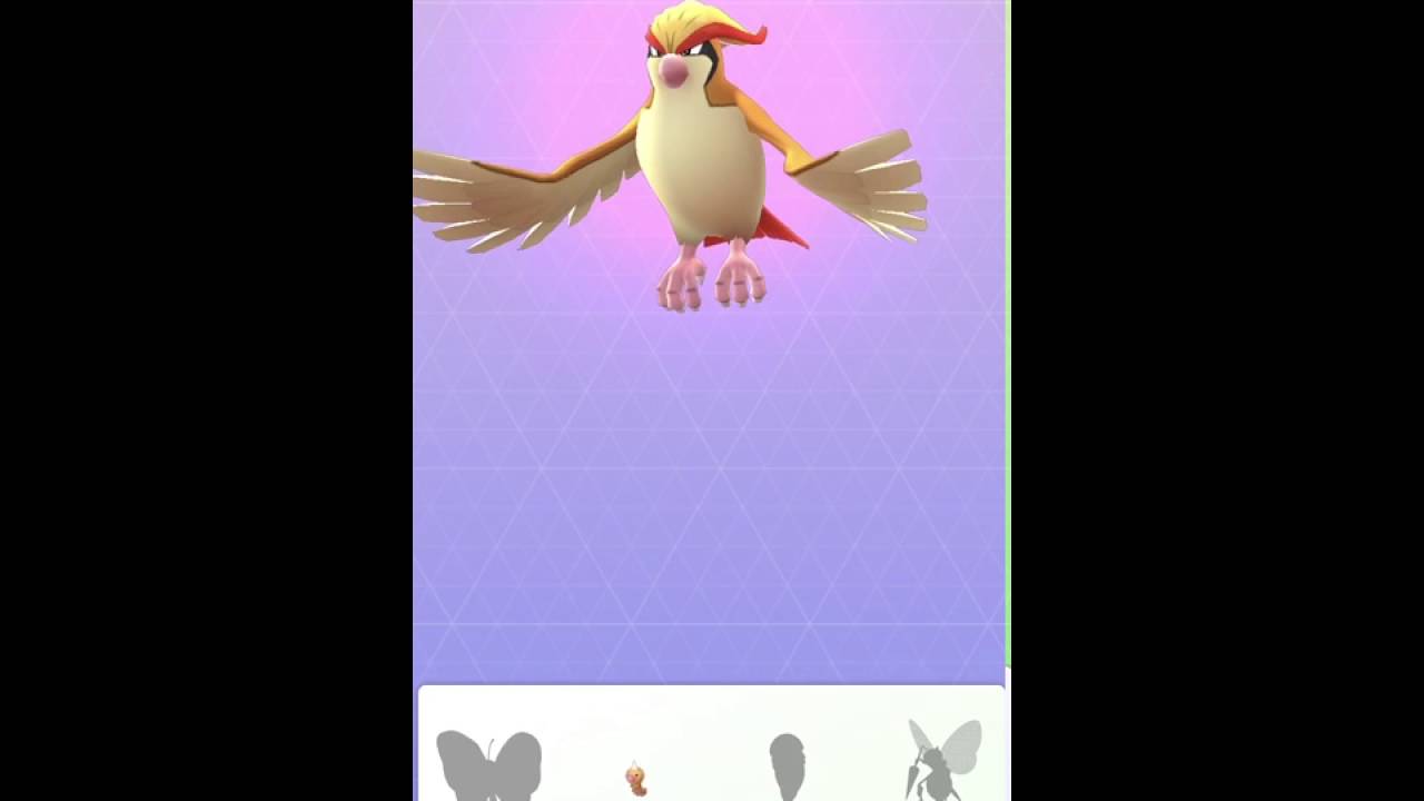 【ポケモンGO】進化！！！！（ピジョン→ピジョット）しぶぃぃぃ〜！！！！