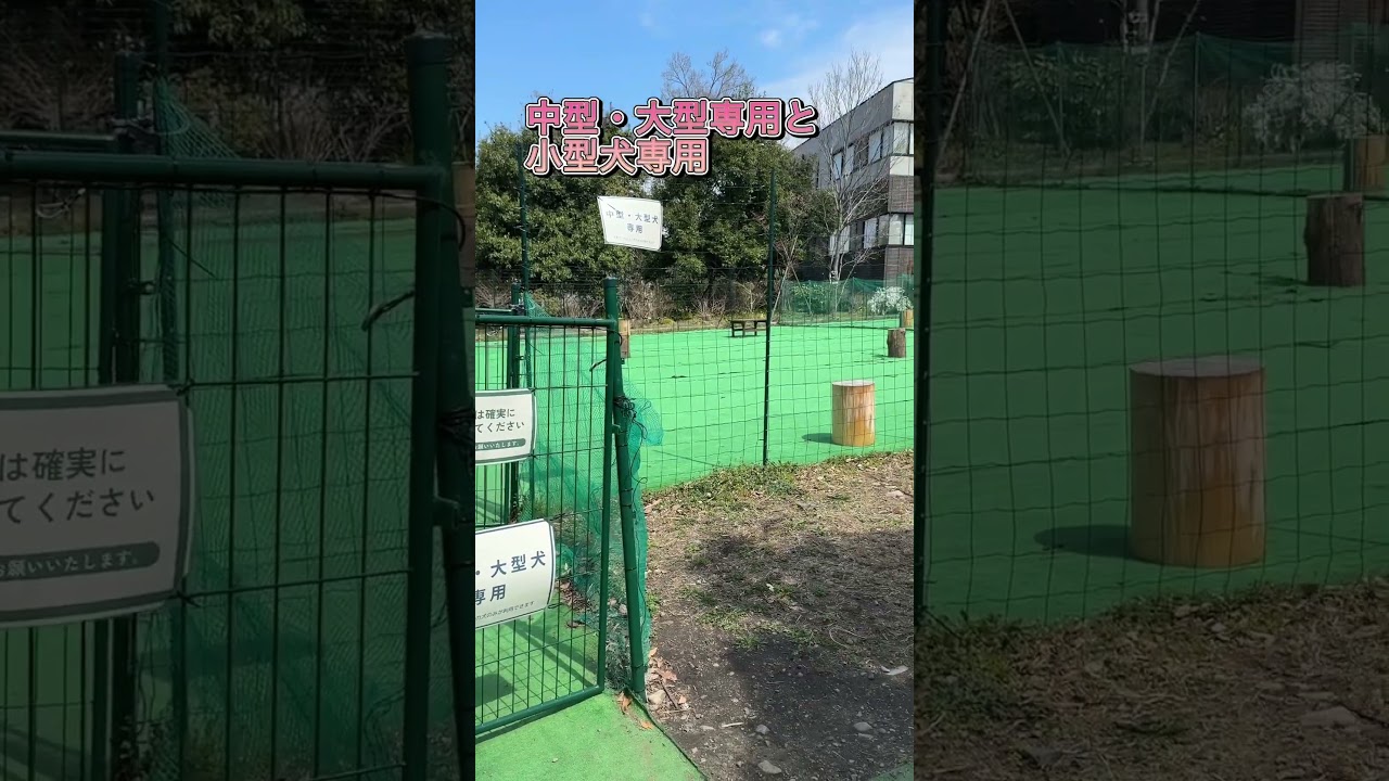 三重ポケふた巡り①#三重#ポケふた#ミジュマル#マイナン#プラスル