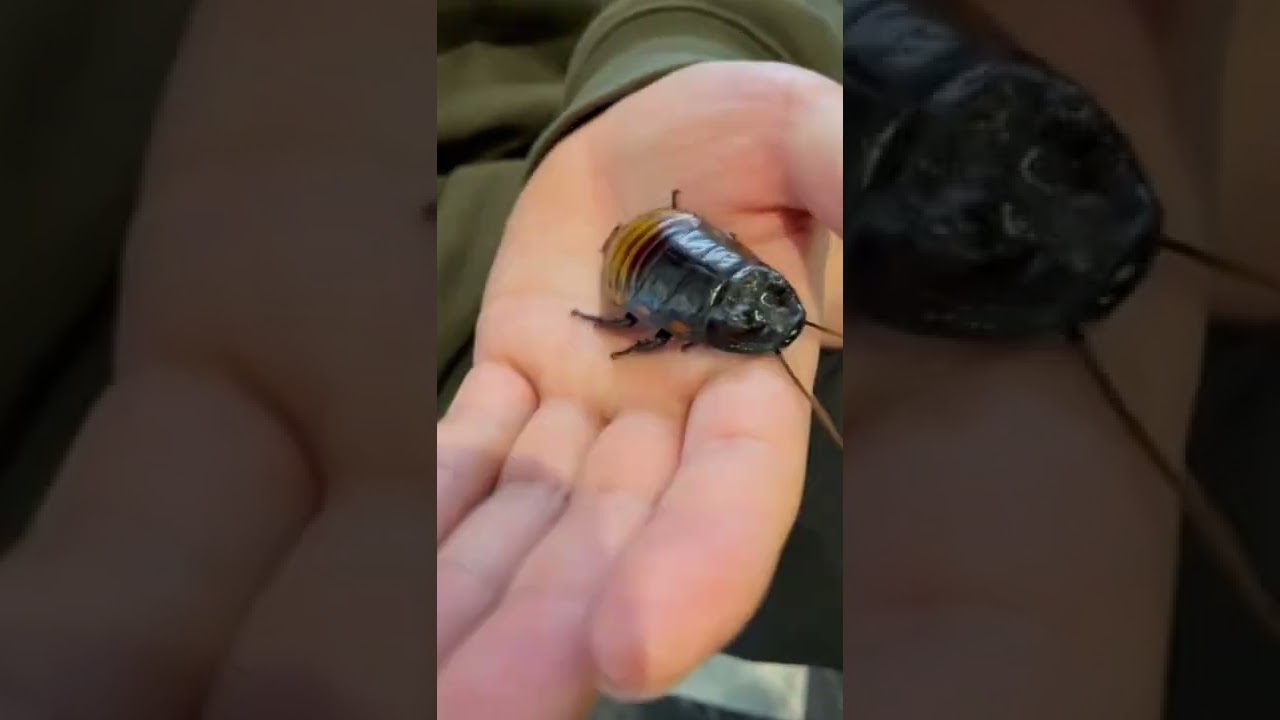 アローラ地方にてフェローチェに会ってきました。