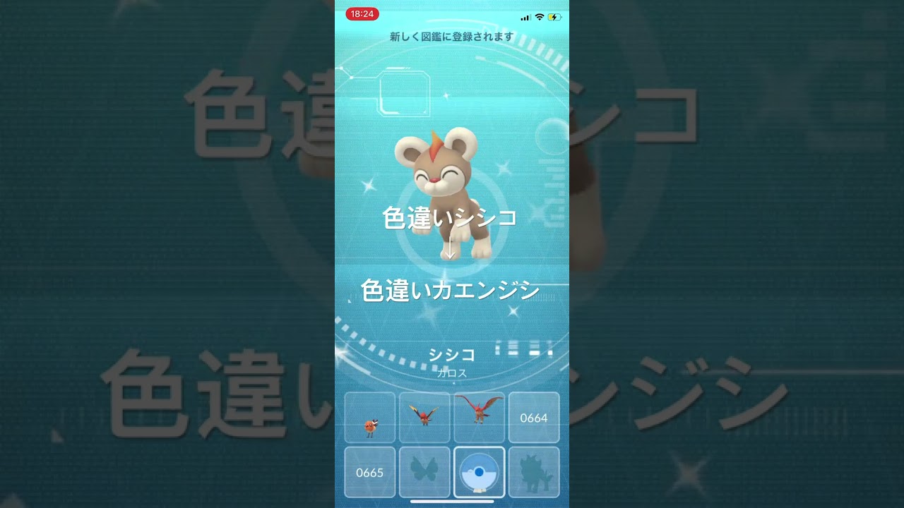 ポケモンGO 色違いシシコ出現！色違いカエンジシへ進化！ #pokémon #ポケモン #ポケモンgo