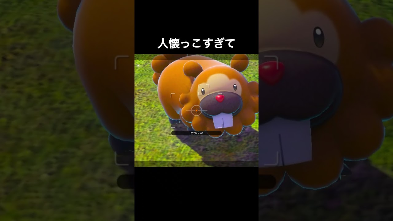 人慣れしすぎてるビッパ　#ポケモンスナップ #ポケモン