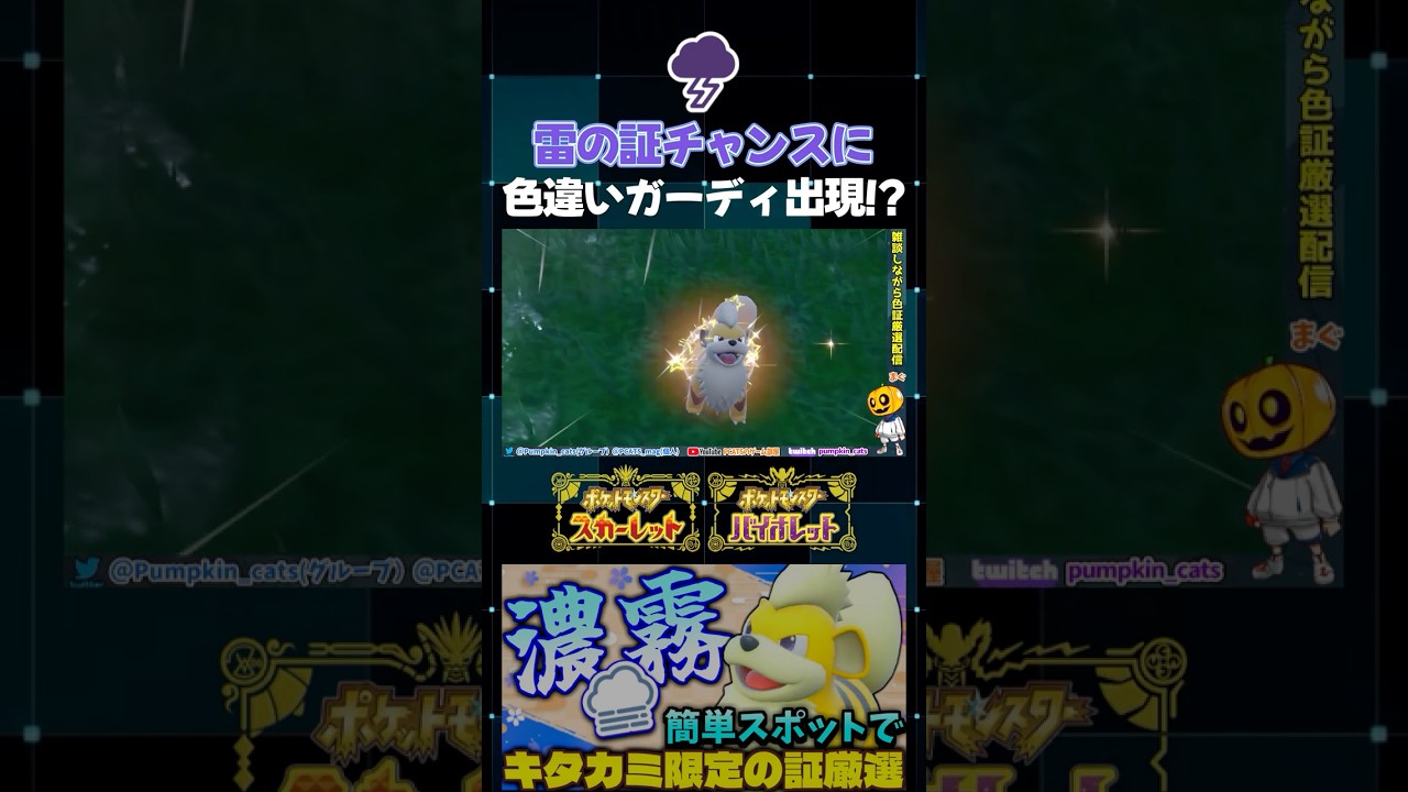 【ポケモンSV】天候雷雨のタイミングで色違い出現!! ガーディの濃霧の証厳選をしていたら激レア天候証｢雷の証｣持ちが…!?【切り抜き】【色違いポケモン】【色違い厳選】#shorts