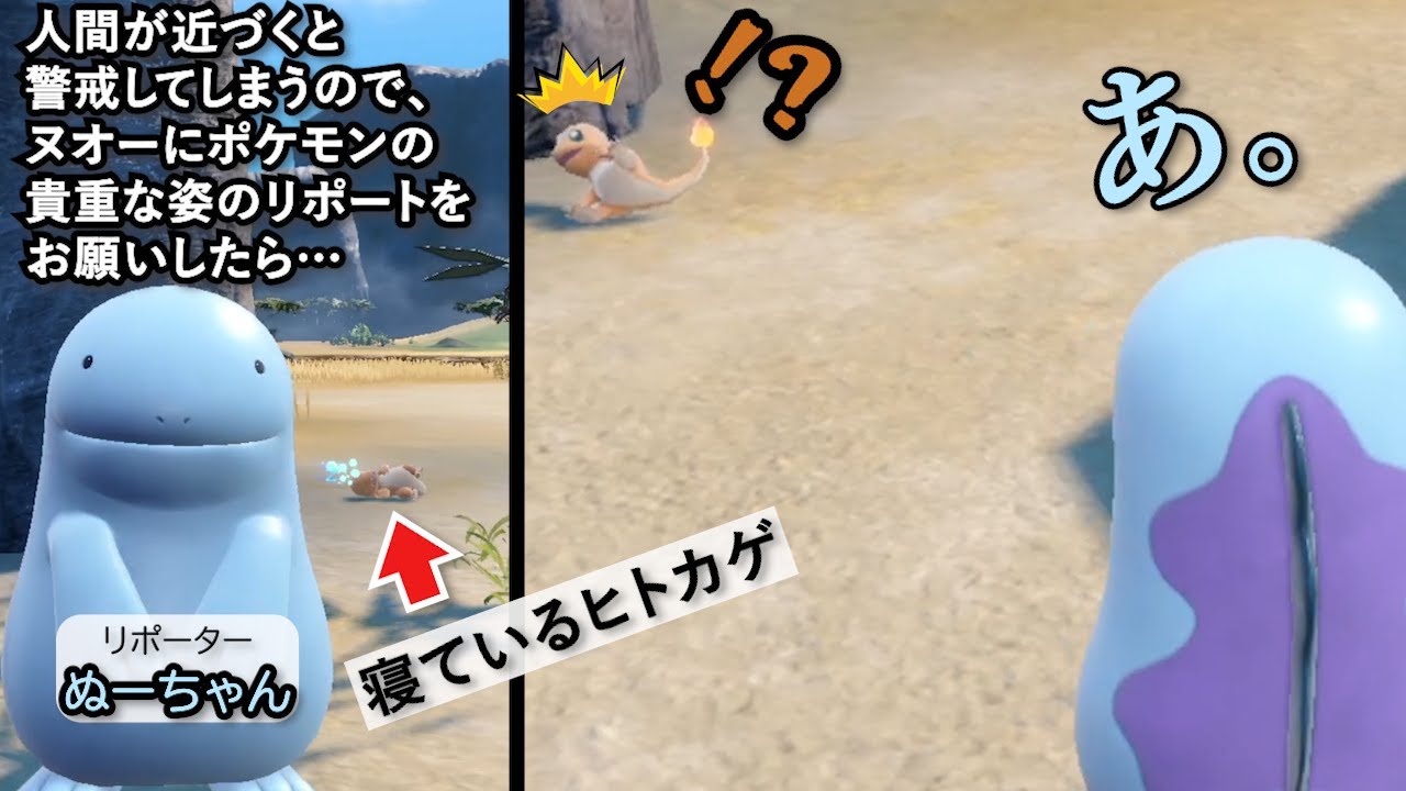 人が近づくと警戒されるのでヌオーにポケモンの貴重な姿のリポートをお願いしたら…【ポケモンSV】