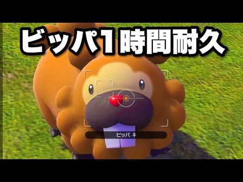 【１時間】ひたすら付いて来るビッパ