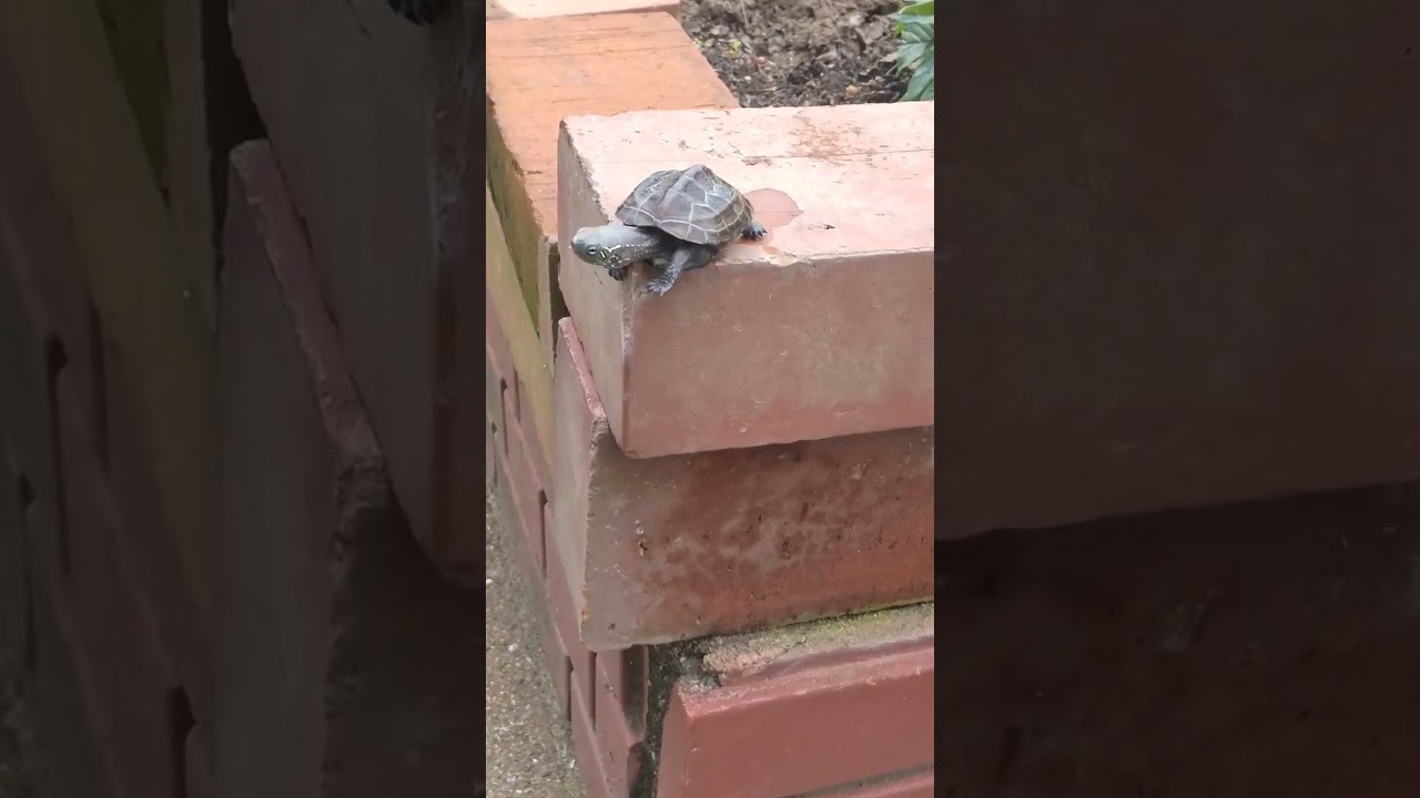 ゼニガメの冒険！最強のポケモンになる旅！