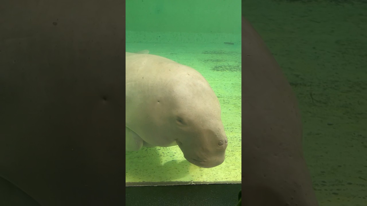 【大激突】あのジュゴンさんに久しぶりに会いに行って来ました！！！鳥羽水族館