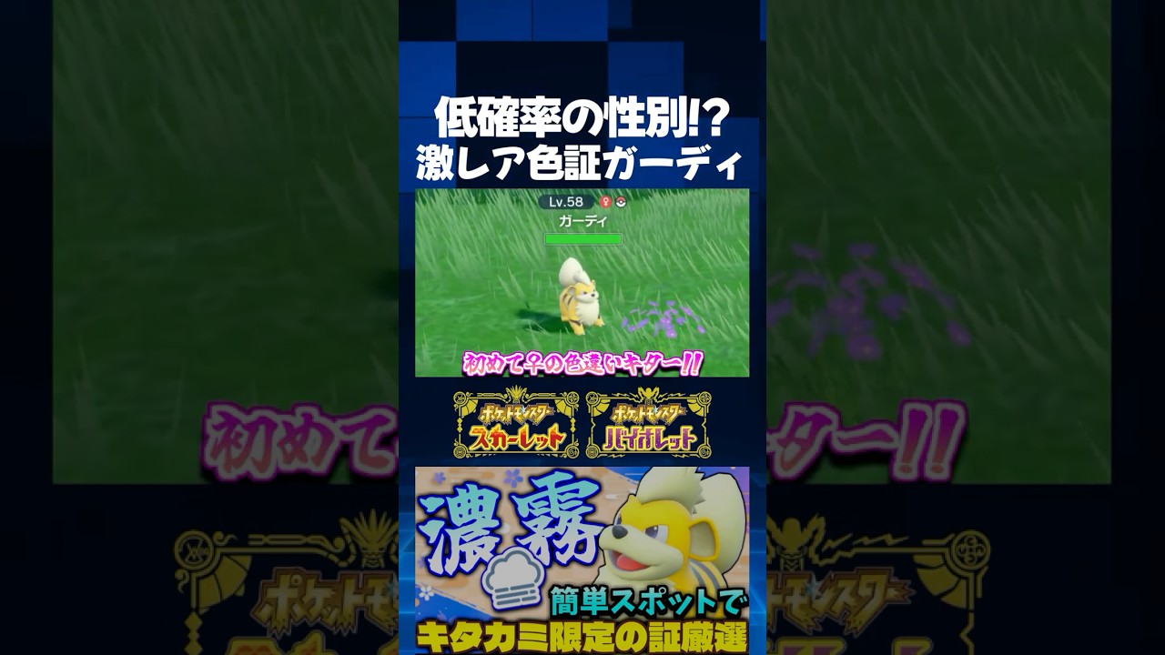 【ポケモンSV】ガーディは♀の方がレア!? 濃霧の証厳選で入手した色証ガーディが低確率の性別で激レア個体だったｗ【切り抜き】【色違いポケモン】【色違い厳選】#shorts