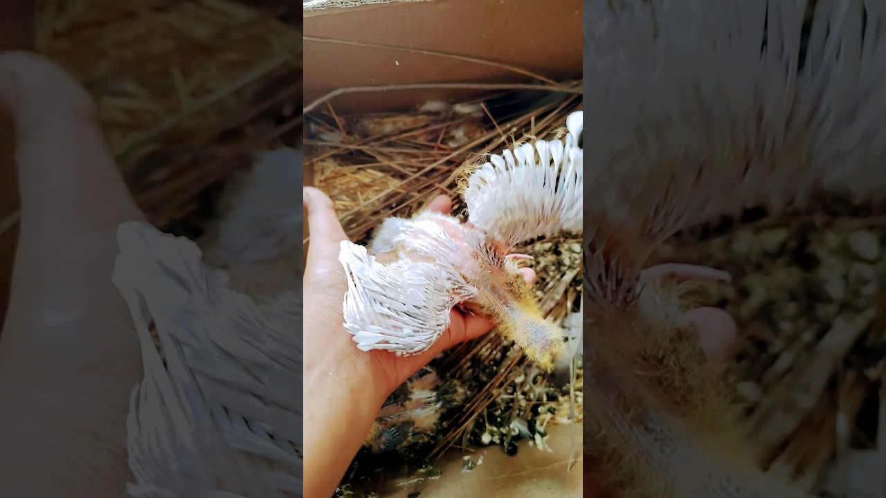 Pigeon baby growth day by day #kabootarlovers#pigeon#pigeonbreeds#growth @asminisetup001