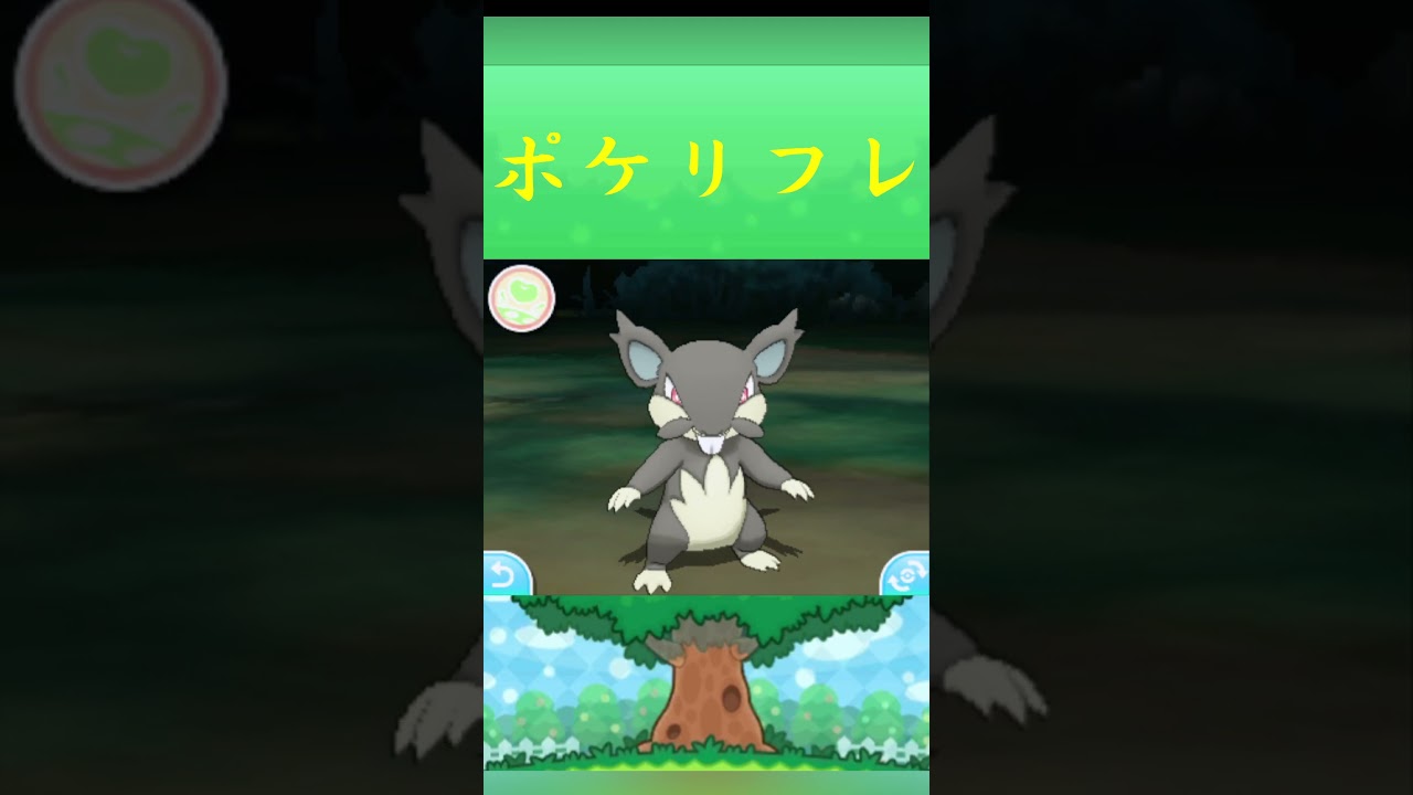 ポケモン コラッタ(アローラのすがた) ポケリフレ ポケパルレ #ポケモン #Pokemon  #3DS #ポケモン技 #ポケモンsv #ポケモン#キャンプ #カレー #サンドイッチ #ピクニック
