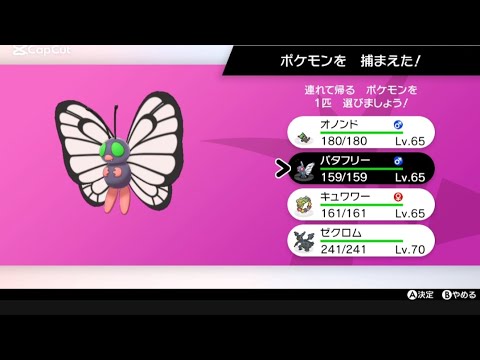 色違いバタフリー